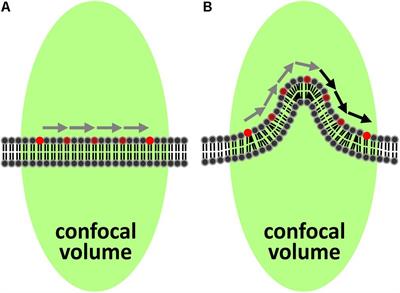 Variations in Plasma Membrane Topography Can Explain Heterogenous Diffusion Coefficients Obtained by Fluorescence Correlation Spectroscopy